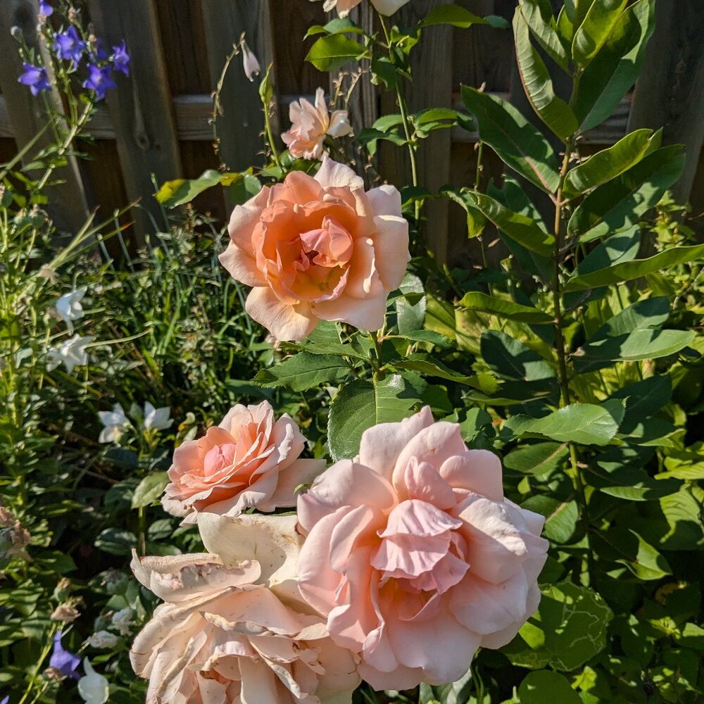 Meet your Posher, Ellie